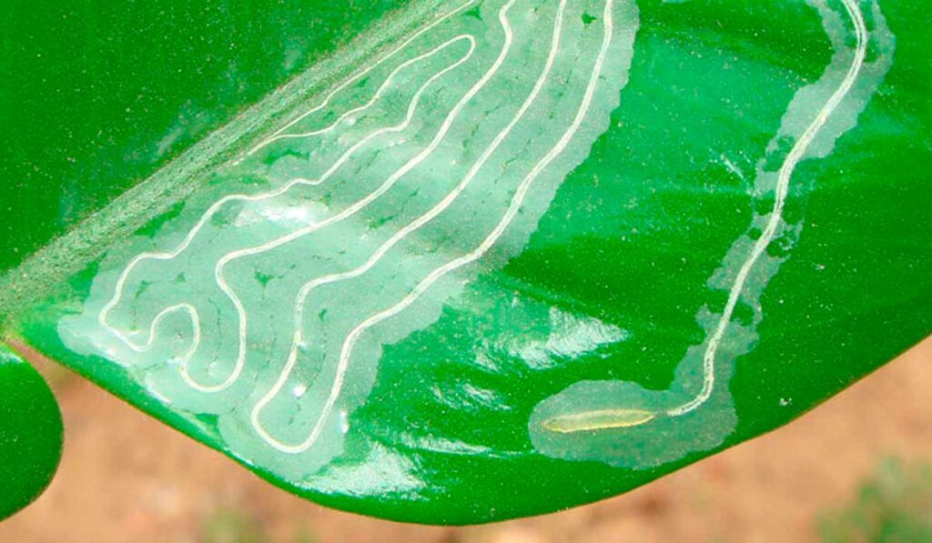 Detalhe da larva minadora (Phyllocnistis citrella)