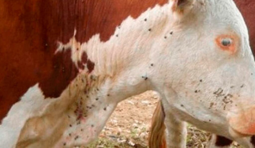 Animal infestado pelo carrapato bovino