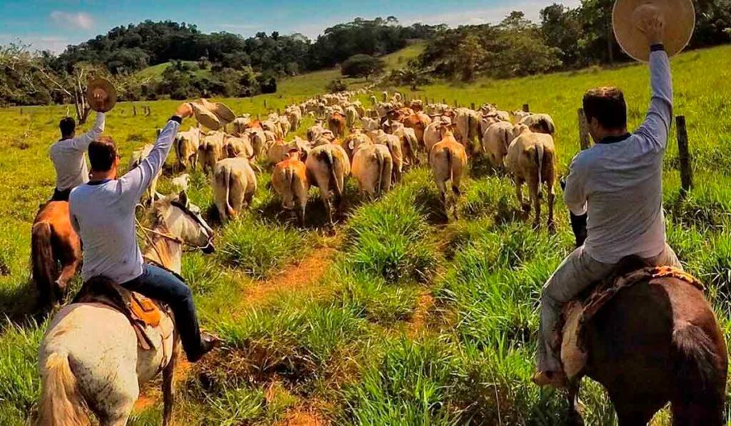 Cavalos em trabalho de campo com o gado