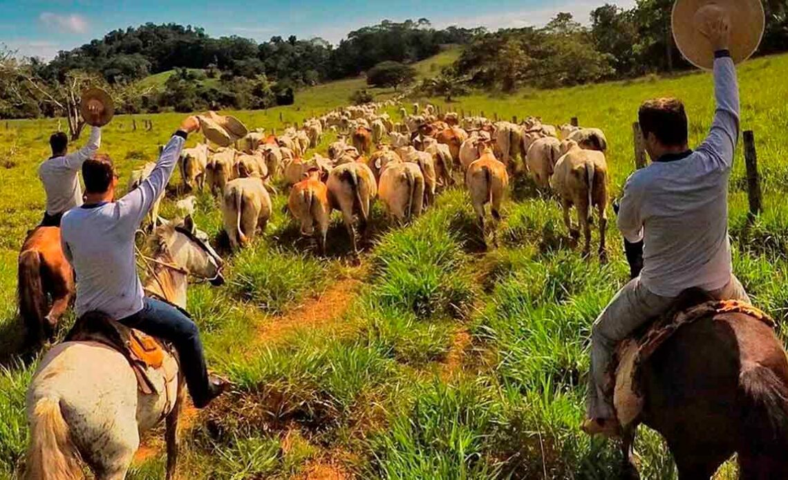 Cavalos em trabalho de campo com o gado