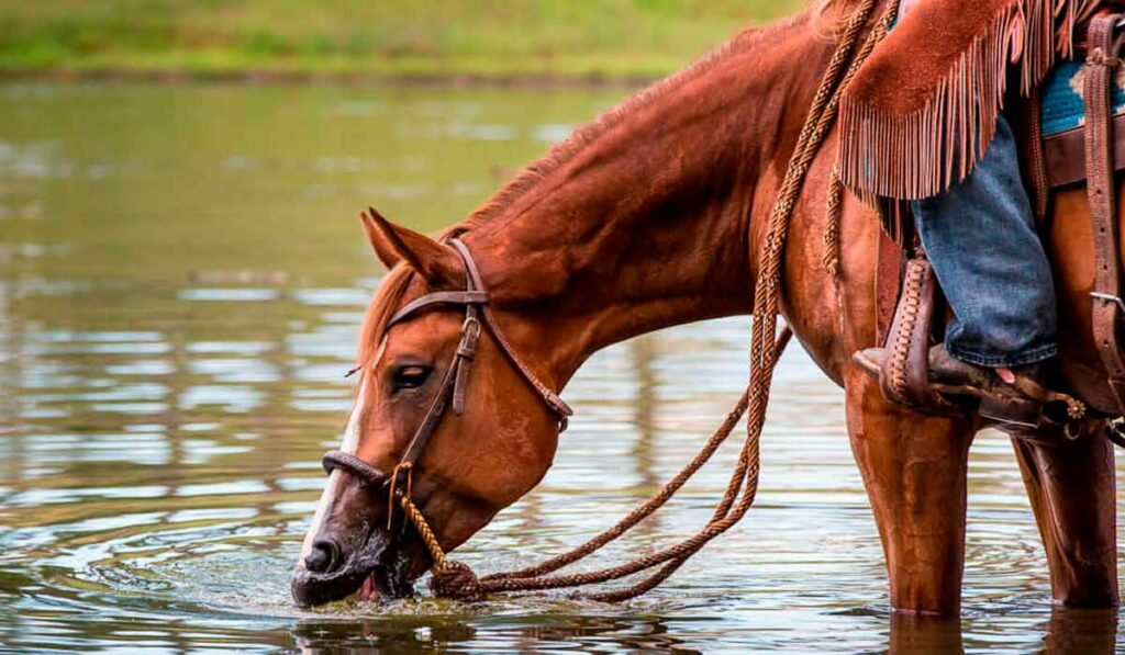 Cavalo em descanso bebendo água