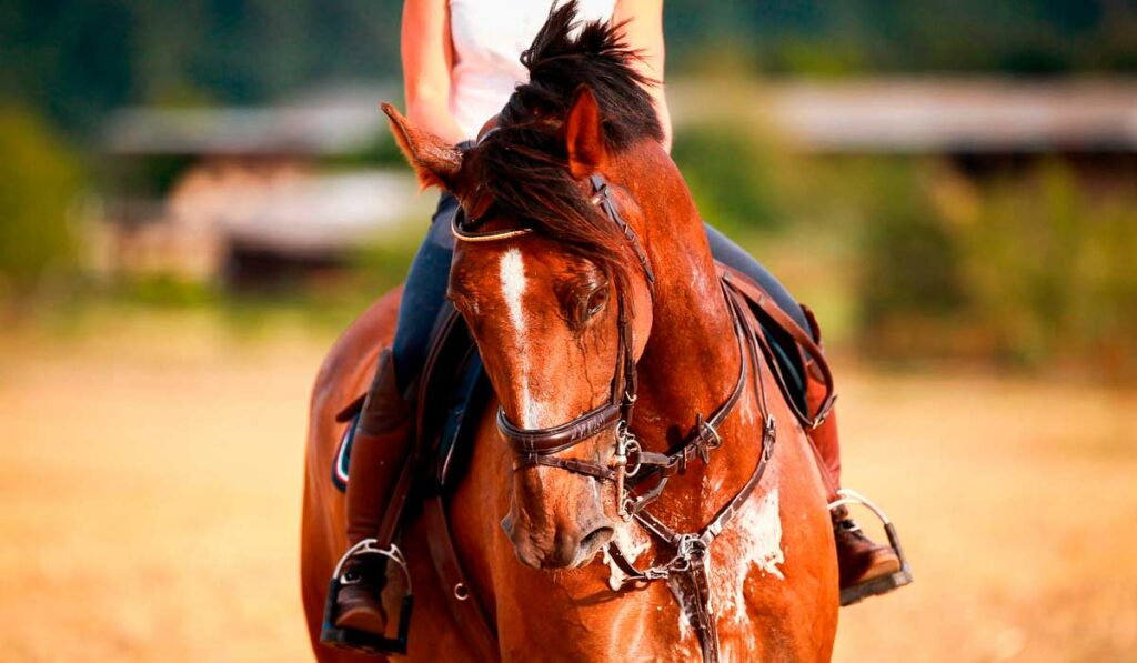 Cavalo em atividade suando