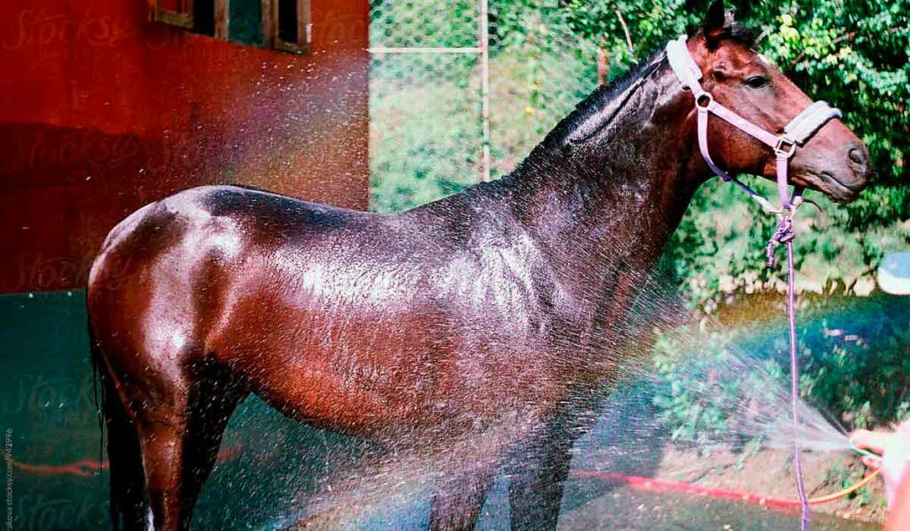 Cavalo no banho