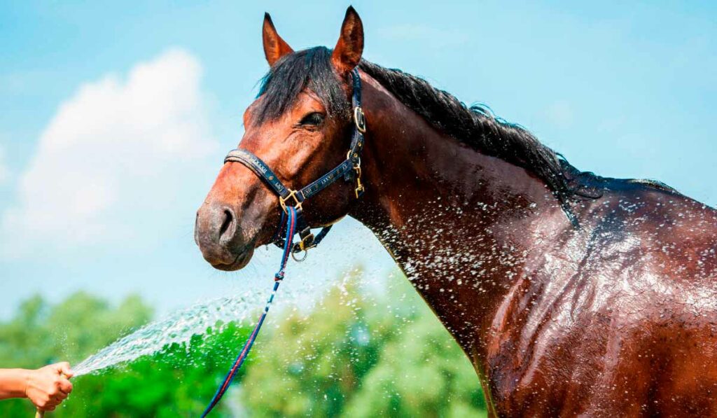 Cavalo sendo banhado