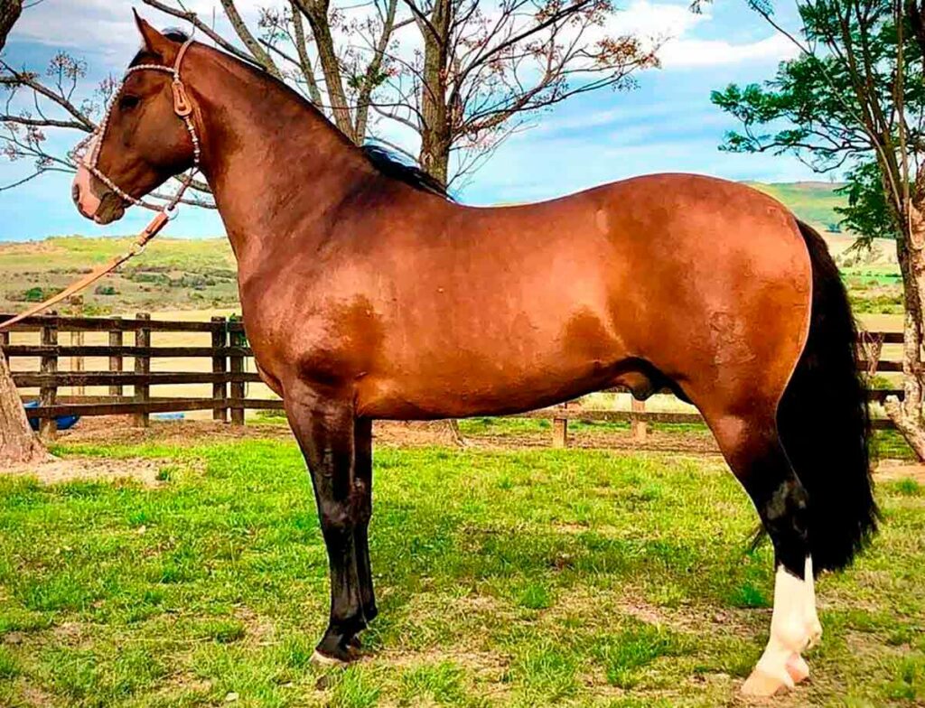 Cavalo crioulo