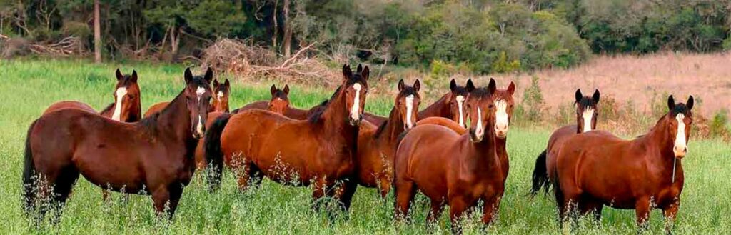 Tropa crioula no campo