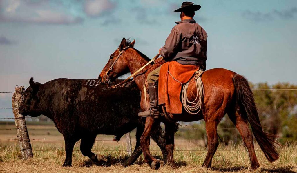 Gaúcho no seu cavalo crioulo em trabalho de campo