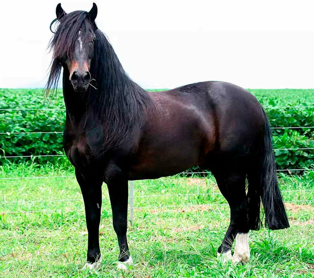 Cavalo crioulo