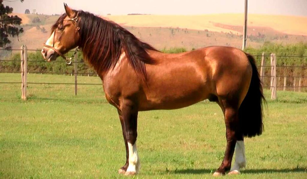 Cavalo crioulo