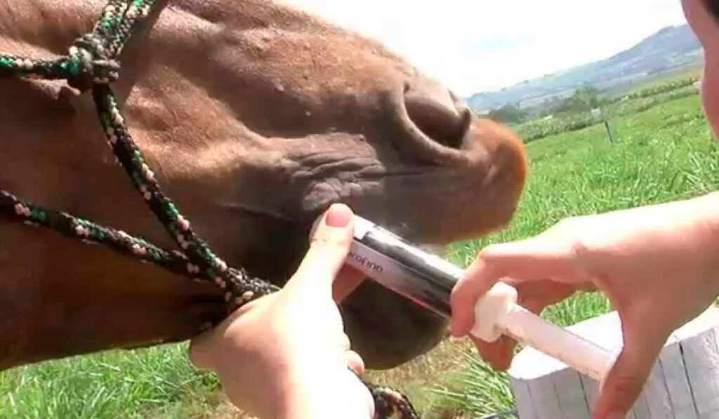 Vermifugação oral sendo aplicada no animal