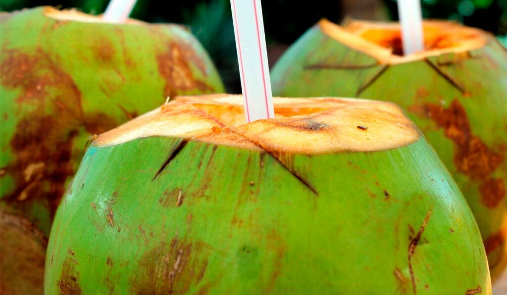 Fruto do coqueiro consumido de forma tradicional no litoral brasileiro