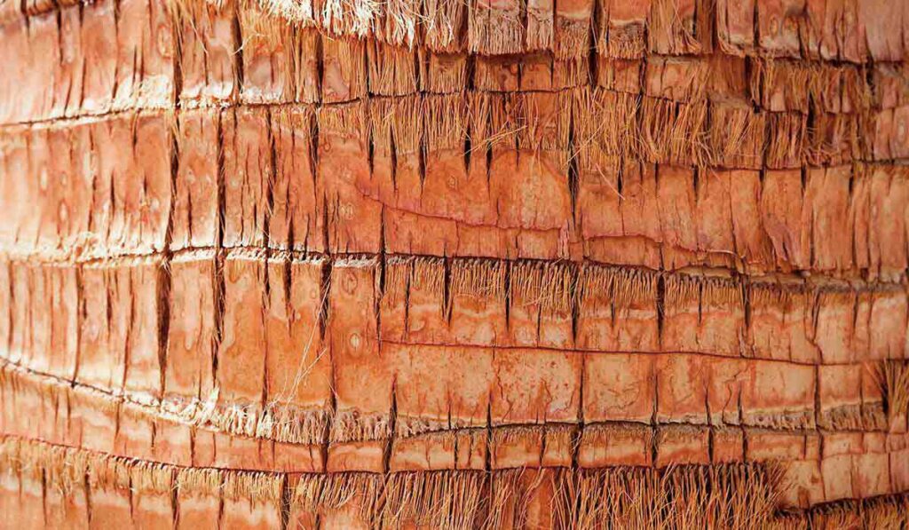 Detalhe do estipe (tronco) do coqueiro
