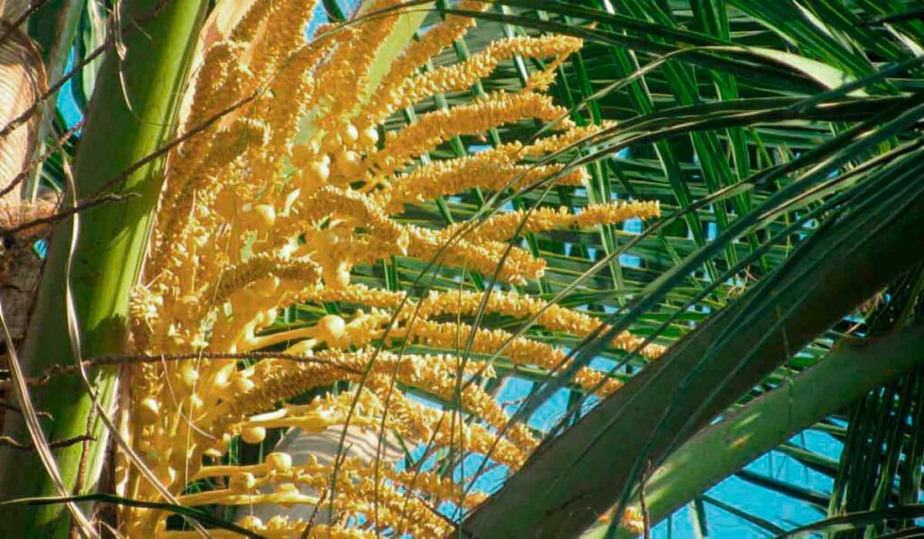 Floração do coqueiro