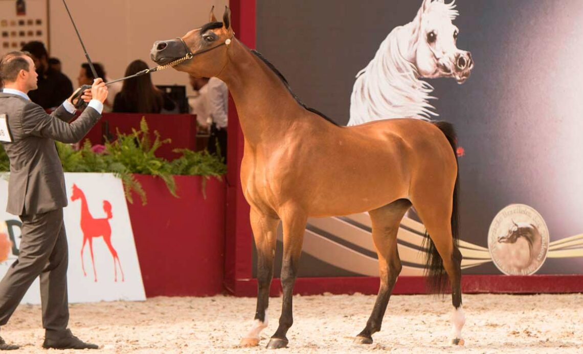 Animal em pista sendo julgado