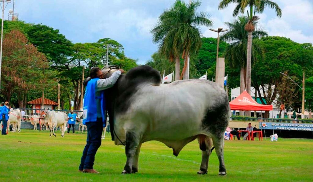 Touro campeão da ExpoBrahman 2021