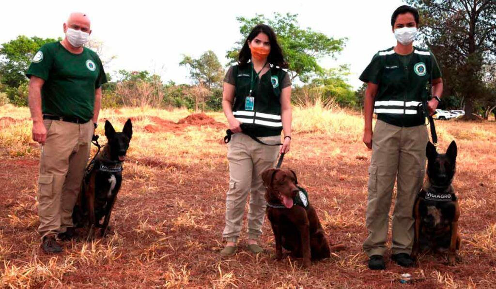 Cães farejadores da Fiscalização Federal Agropecuária - VIGIAGRO