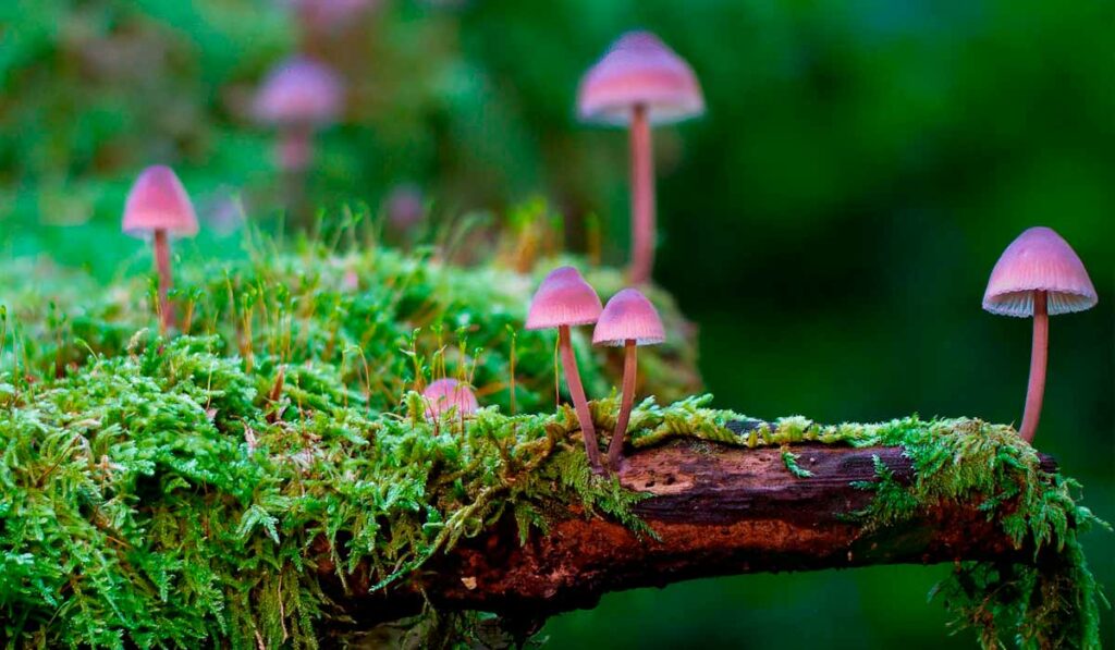 Fungos e liquens numa floresta