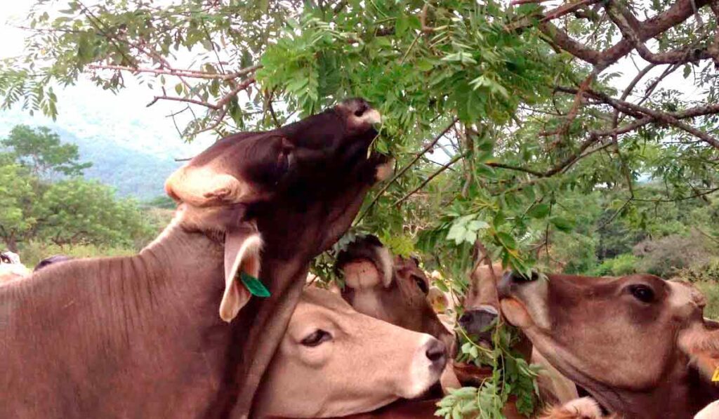 Bovinos se alimentando da gliricídia