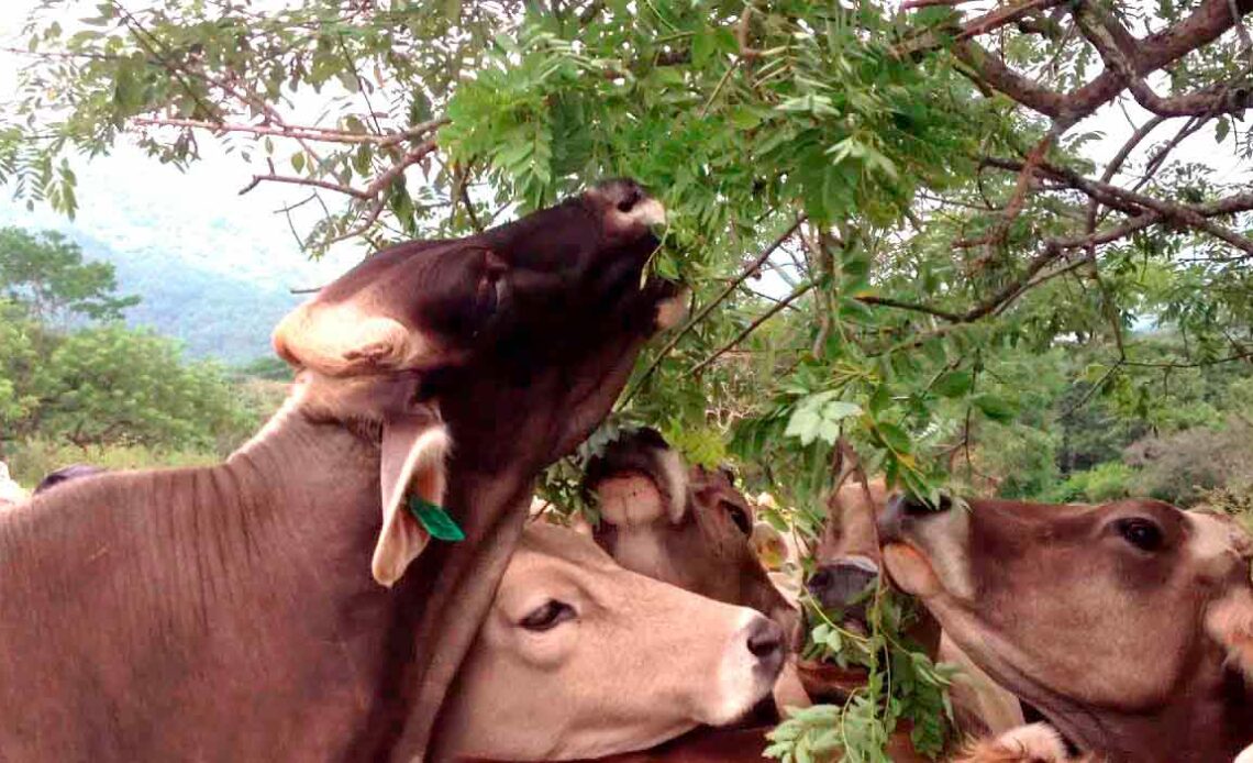 Bovinos se alimentando da gliricídia