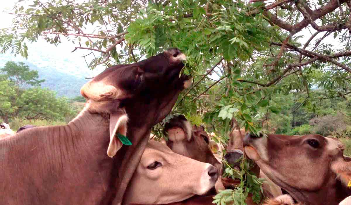 Bovinos se alimentando da gliricídia