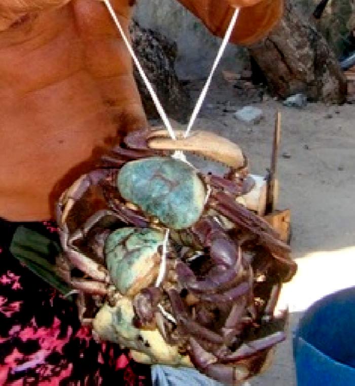 Caçador de guaiamum com um amarrado pronto para a venda