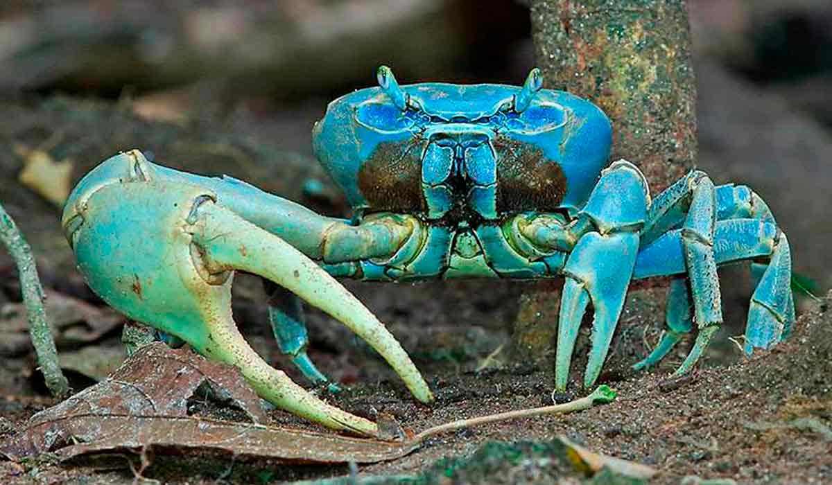 Gaiamun Fauna guaimum