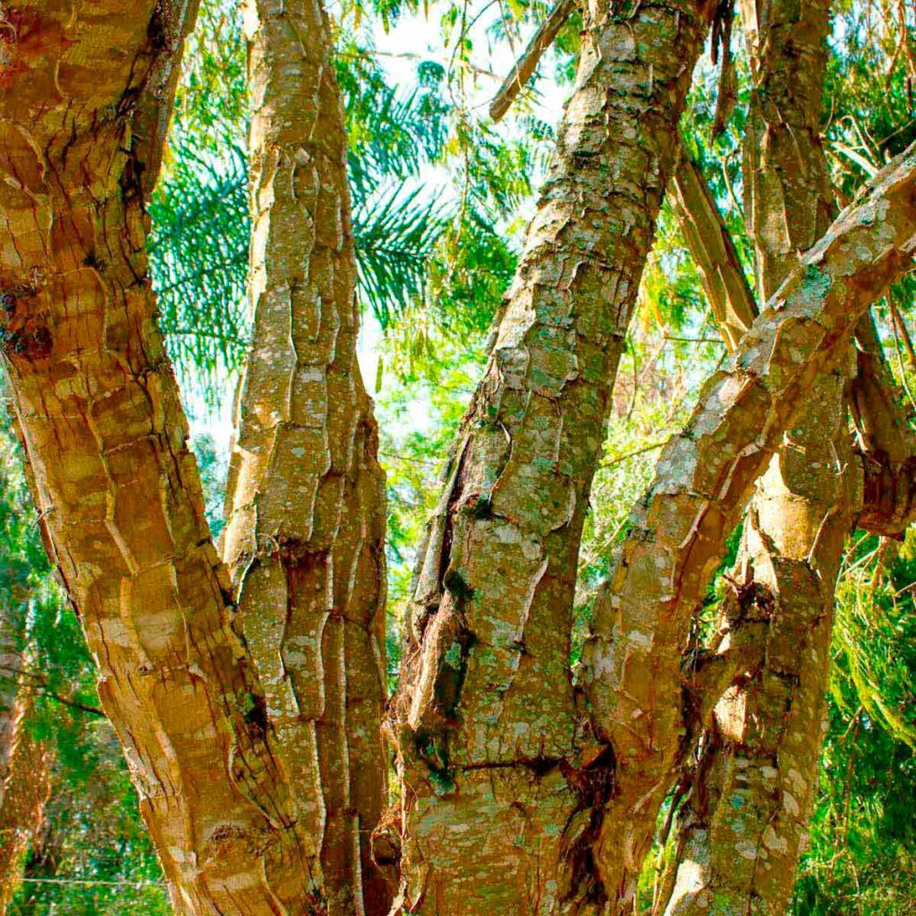 Detalhe do tronco escamado parecendo pele de jacaré