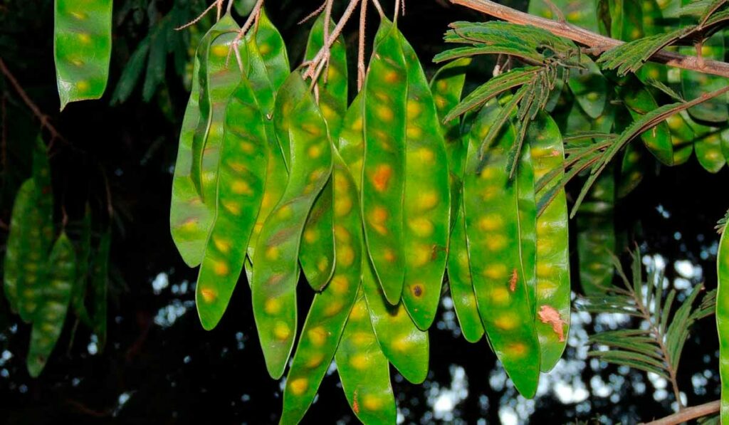 Frutos (legumes)