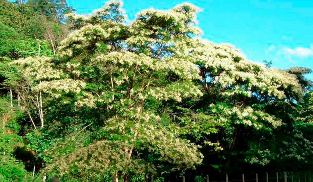 Pau jacaré (Piptadenia gonoacantha)