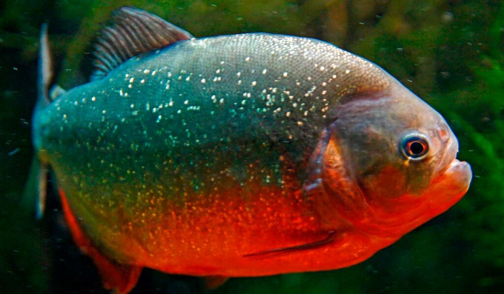 Piranha vermelha (Pygocentrus nattereri)