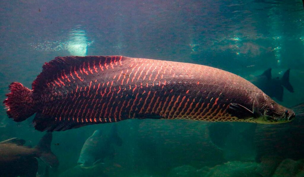 Pirarucu (Arapaima gigas)