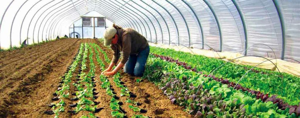 Agricultura protegida (estufa)