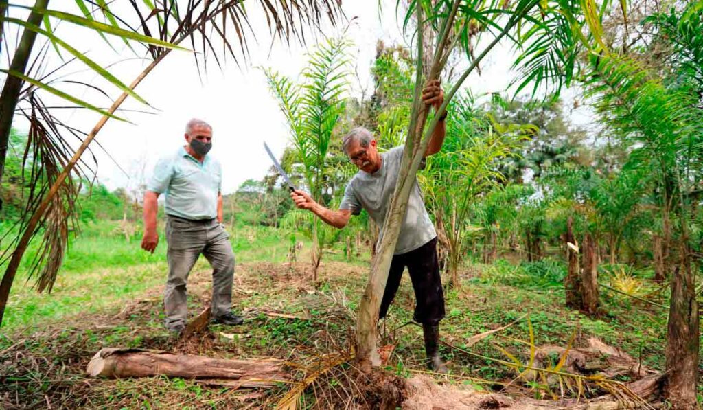 O agricultor Francelino Guilherme Cogrossi e o Sebastião Bellettini, gerente regional da Emater colhem pupunha no litoral do Paraná - Foto: Geraldo Bubniak/AEN