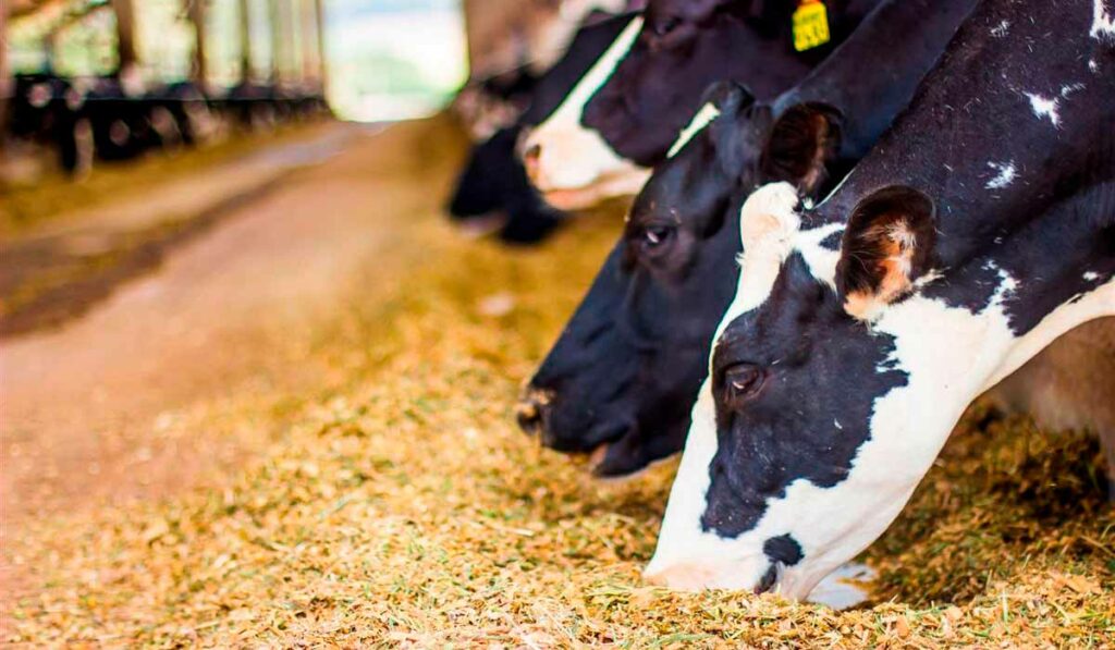 Vacas de leite se alimentado de silagem