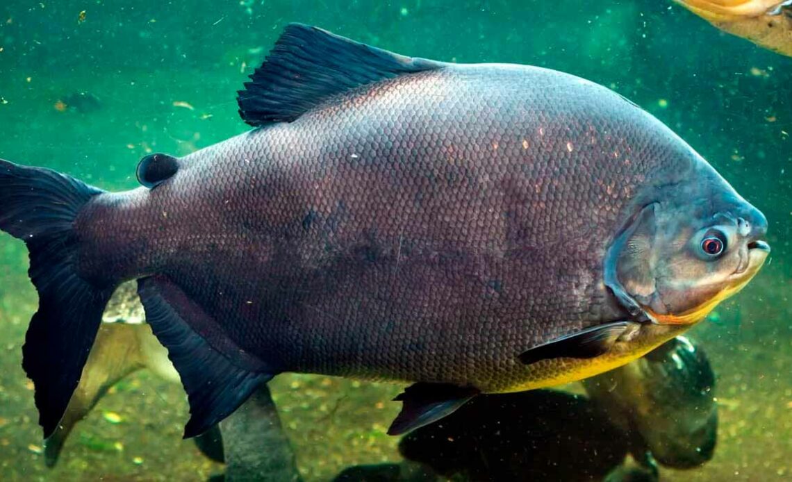 Tambaqui (Colossoma macropomum)