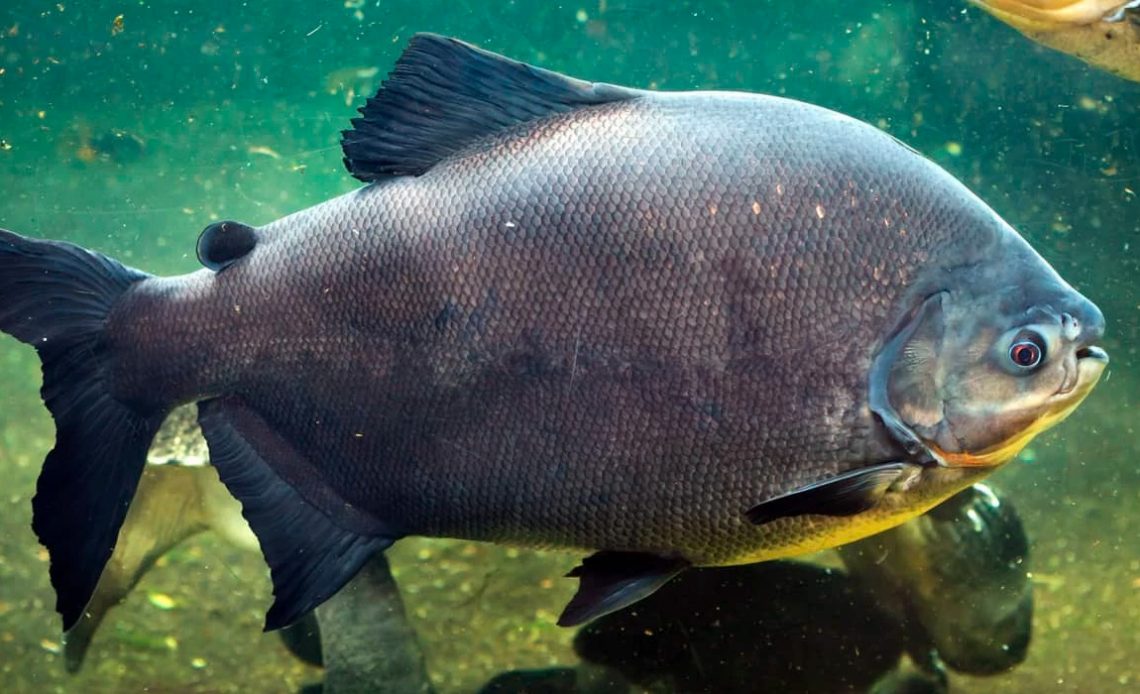 Tambaqui (Colossoma macropomum)