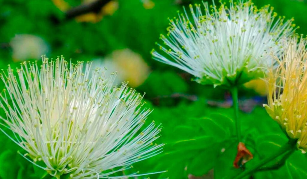 Detalhe da flor