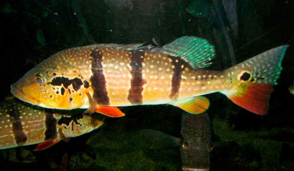 Tucunaré açu (Cichla temensis)