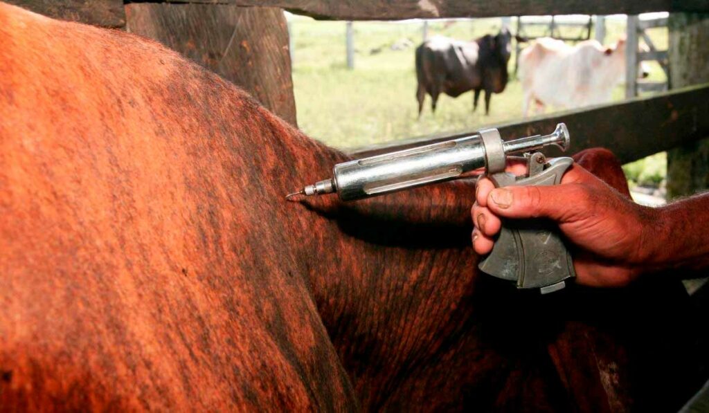 Animal sendo vacinado