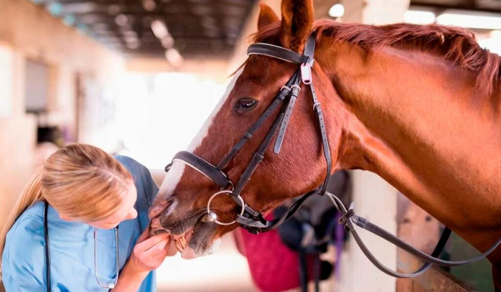 Veterinária examinando um cavalo