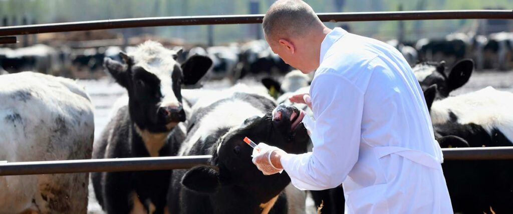 Veterinário vistoriando o rebanho