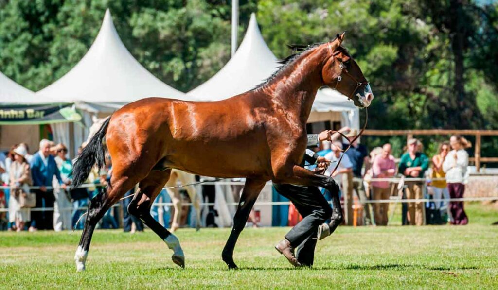 Expo do Cavalo Lusitano