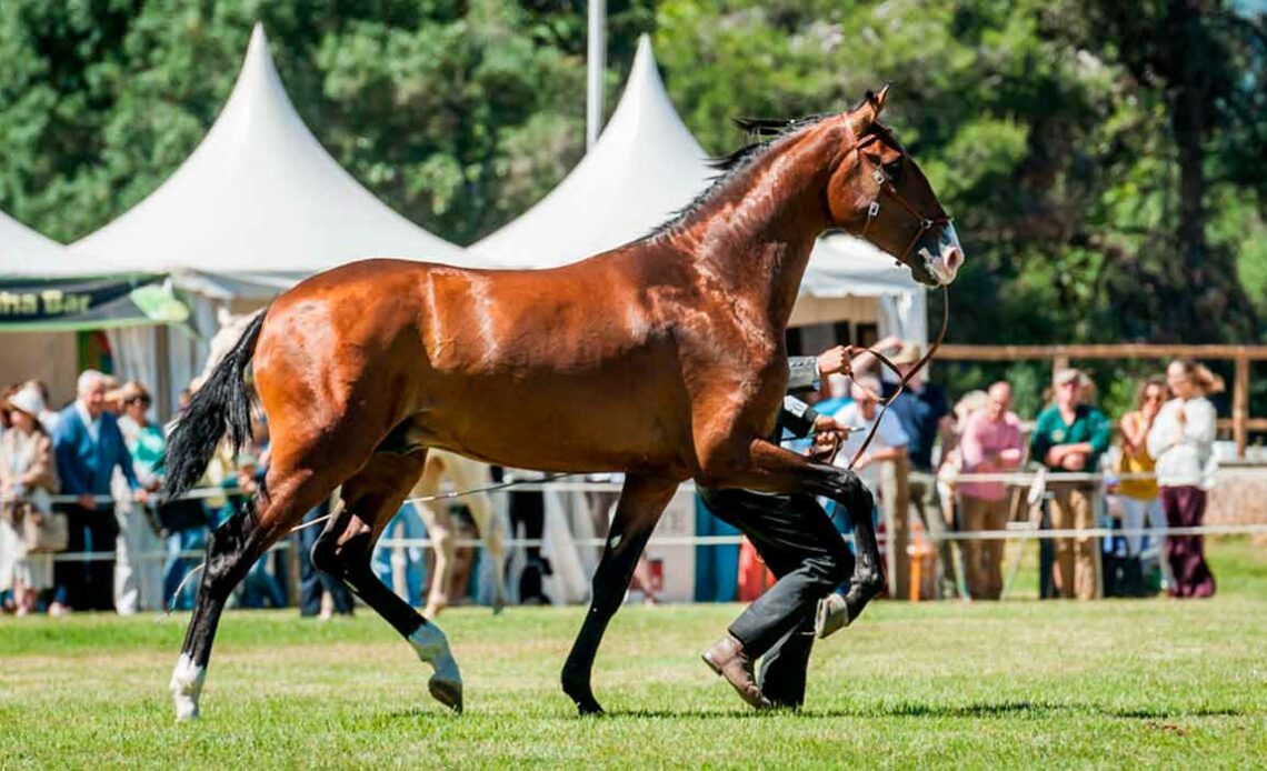 Expo do Cavalo Lusitano