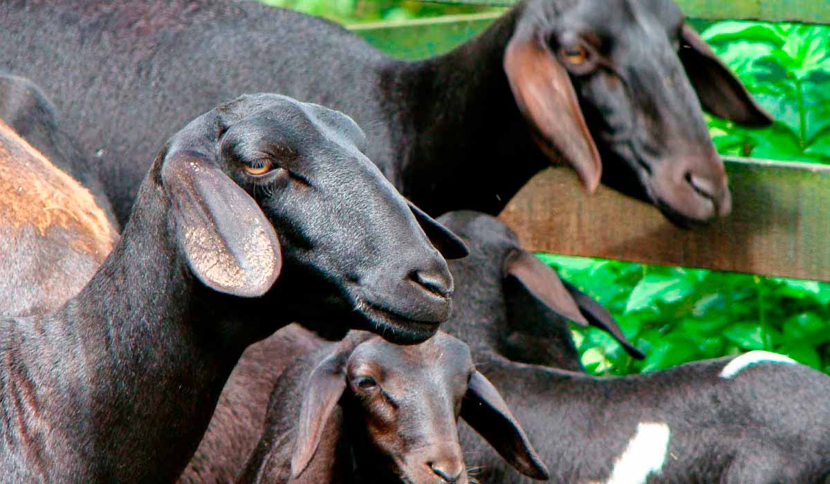 Ovinos Santa Inês