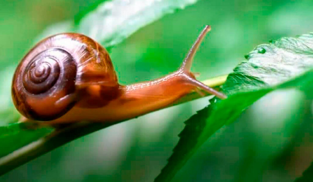 Caracol indiano (Macrochlamys indica)