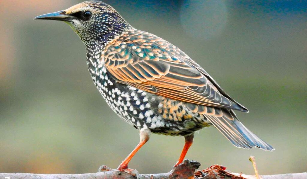 Estorninho (Sturnus vulgaris)