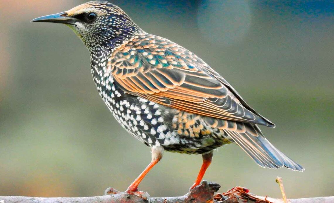 Estorninho (Sturnus vulgaris)