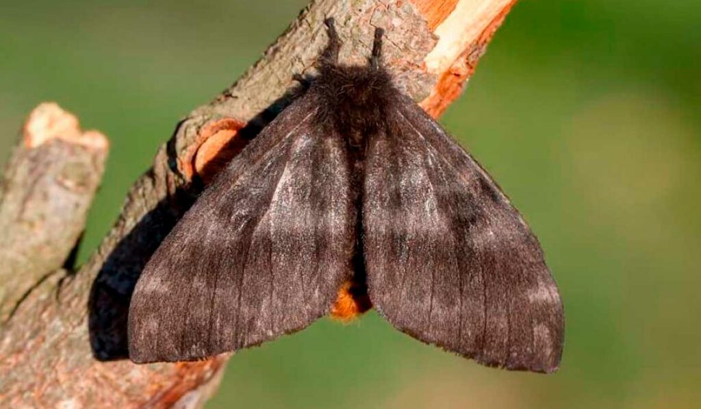 Mariposa do gênero Hylesia