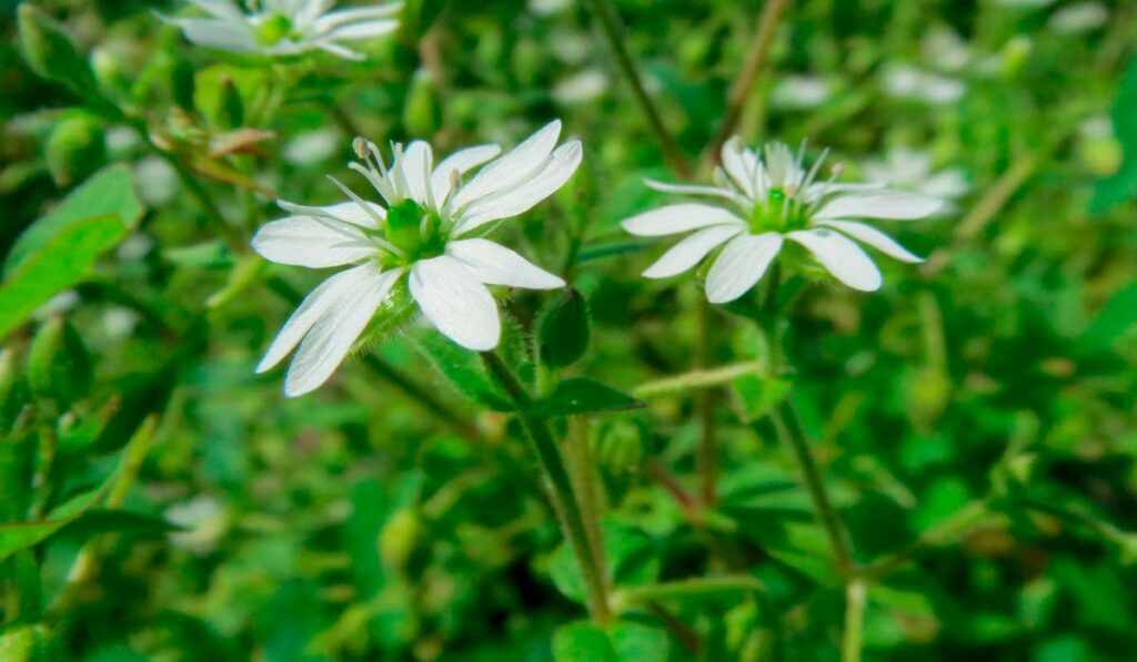 Myosoton aquaticum