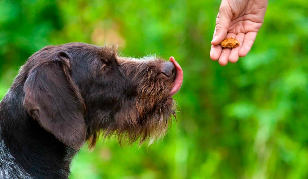 adestramento do cão com pestisco